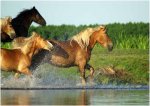Foto: konie nad Biebrzą, Brzostowo