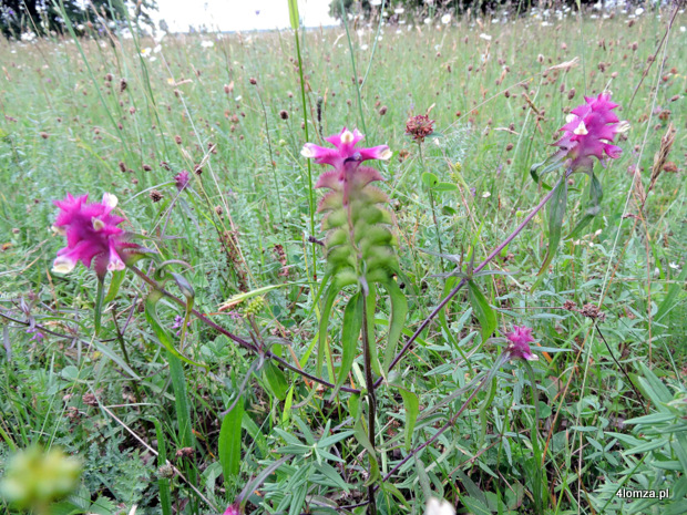 Ten kwiat był uznawany za wymarły. Stanowiska pszeńca grzebieniastego (Melampyrum cristatum L.) w dolinie Narwi odkryła przyrodnik Anna Makowska (fot. A. Makowska)
