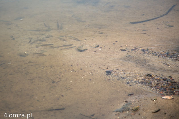 21.08.2015 Rakowo Czachy, ryby szukają ochłody w źródlanej wodzie