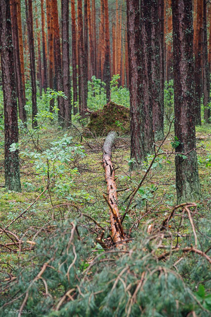Las przy drodze Dębniki - Dobrylas