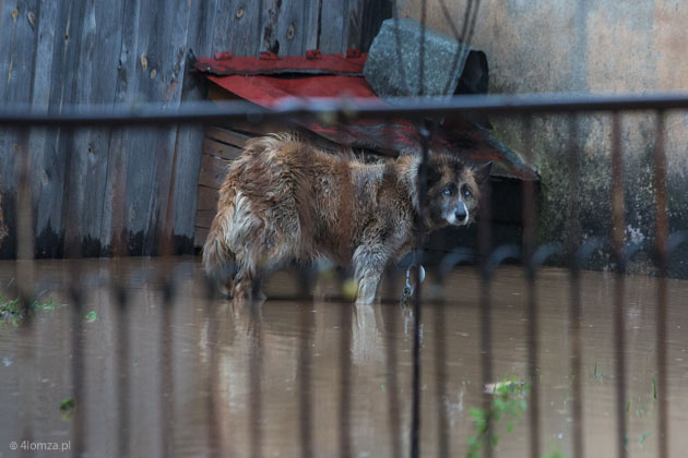 Przywiązany pies na zalanym podwórku, woda podnosi się