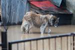 Foto: Przywiązany pies na zalanym podwórku, woda podnosi się