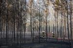 Foto: Wysoki stopień zagrożenia pożarowego w lasach n...