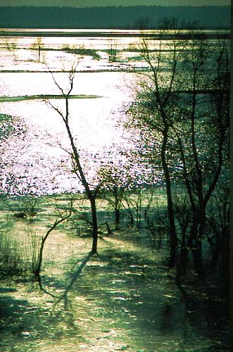 Rozlewiska Narwi -Czarnocin 2002