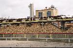 Foto: 100 tysięcy ton ziemniaków skupił PEPEES