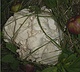 Purchawka olbrzymia w towarzystwie jabłek.<br/>
for. B. Deptuła (jesień 2004) 