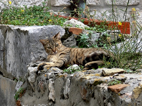 Jeden z wielu kotów w Dubrovniku.