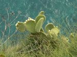 Foto: Kaktus nad przepaścią.