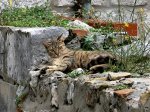 Foto: Jeden z wielu kotów w Dubrovniku.