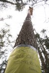Foto: Ludzie na drzewie!!! Ścięcie grozi śmiercią.