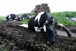 Foto: Od porażenia prądem padło 15 krów