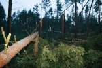 Foto: las w odległości 1 km od wsi Wagi, kilkadziesiąt połamanych drzew