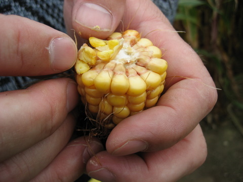 dojrzałość ziarniaków kukurydzy wskazuje na czas zbioru tych roślin z przeznaczeniem na kiszonkę