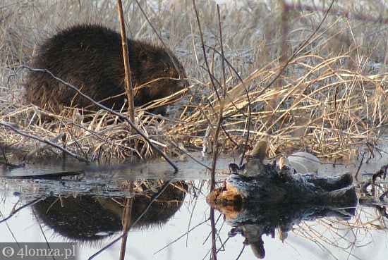Władze bezradne wobec nienażartych bobrów - te same bobry były żwawo uciekały przed strażakami ulicami Łomży
<br />
<a href=