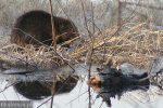 Foto: Władze bezradne wobec nienażartych bobrów - te same bobry były żwawo uciekały przed strażakami ulicami Łomży
<br />
<a href=