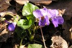 Foto: Fiołek leśny
(Viola silvestris)