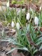śnieżyczka przebiśnieg
(Galanthus nivalis)