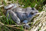 Foto: samiec żaby moczarowej w szacie godowej