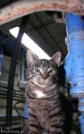 Foto: Kot w ... kominie