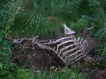 Ein Skelett von Elch. Opfer der Wolfe.