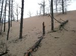Drobne ziarka piasku pokonały wielki las. Ile zmian niesie nam natura?