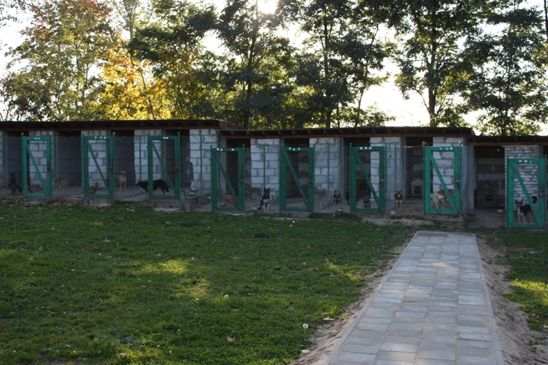 Zadaszone, betonowe boksy z wybiegami. (fot. schronisko.4lomza.pl)