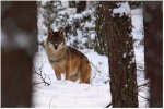 Foto: Wilk w Biebrzańskim Parku Narodowym. Zimą łatwiej zobaczyć, ale ślady, niewielu dostąpiło zaszczytu stanąć oko w oko. Robertowi Bałdydze się udało. Fot. z  19.12.2009
