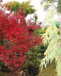 Foto: „Jesień w sadzie i ogrodzie” w Szepietowie