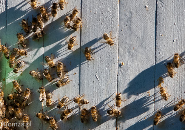  Foto: Wiosna w ulu - pierwsze pszczoły wyfrunęły na oblot