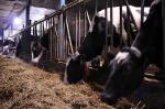 Foto: ARR: wzrasta ryzyko przekroczenia kwoty mlecznej