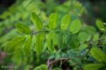 Foto: Robinia akacjowa - zagłuszy wszelkie inne rośliny w okolicy
