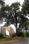 Foto: Poszukaj „drzewa Sobieskiego”