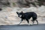 Foto: Bezpańskie psy to duży problem w gminach
