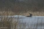 Foto: Jeleń próbuje wydostać się z rzeki