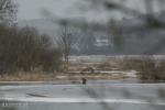 Foto: Jeleń płynie dalej w dół rzeki