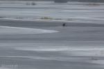Foto: Jeleń płynie dalej w dół rzeki