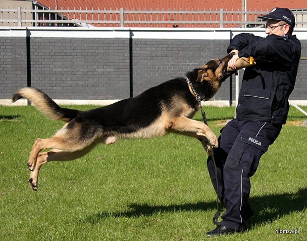  Foto: Policyjny nabór... psów