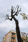 Foto: „Rzeźnicy” drzew w Łomży