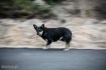 Foto: Wojewoda apeluje o wyłapywanie bezpańskich psów