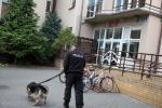 Foto: Pies Bąbel idzie przeszukiwać budynek