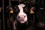 Foto: Kary za mleko będą horrendalnie wysokie