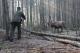 Leśniczy uwalnia jelenia [Fot.A.Rusiecka] Nadleśnictwo Łomża
