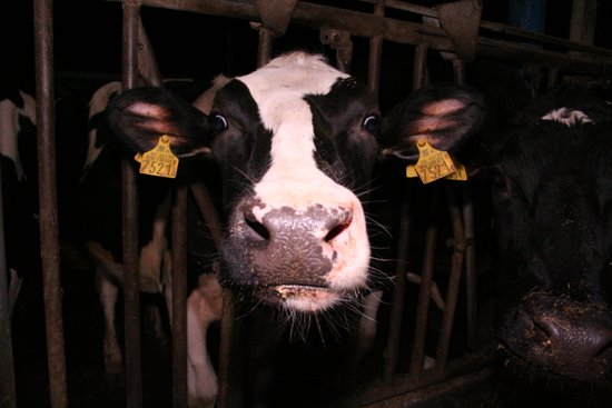  Foto: Kara za nadprodukcję mleka w granicach 60-70 groszy