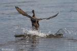 Foto: Kaczki krzyżówki nieraz towarzyszą turystom na rzece