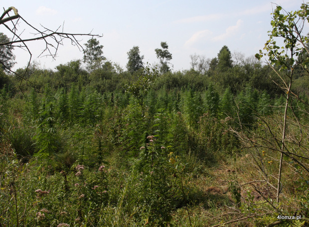 Leśna plantacja konopi indyjskich pod Grajewem (fot. KWP Białystok)