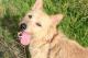 Pies nieupilnowany przez właścicieli i odnaleziony przez nich w Arce dzięki zdjęciom na profilu schroniska
