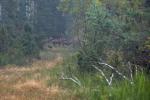 Foto: Las w Czerwonym Borze, w tle widać przebiegające jelenie