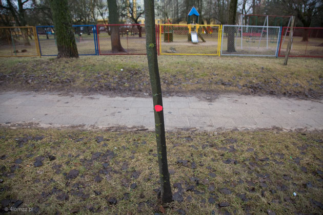 Niektóre drzewa były tak małe, że nie zmieścił się na nich krzyżyk. Do ścięcia zaznaczono je czerwoną kropką.