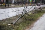 Foto: Ścięte drzewa przy ul. Sikorskiego