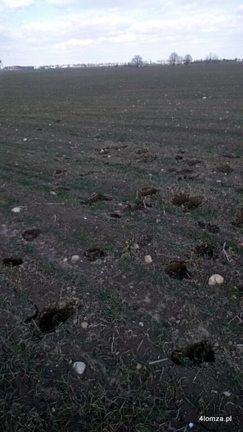 Ślady żubra na polu w okolicach Giełczyna